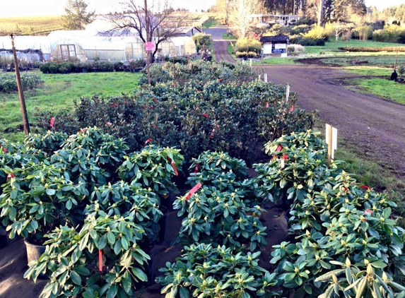 Bear Creek Nursery Rhododendrons - Scio, OR