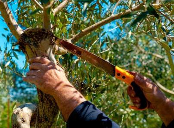 Bill's Tree Care And Landscape, Inc. - San Jose, CA