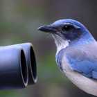 Los Gatos Bird Watcher