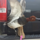 Rawhide Taxidermy