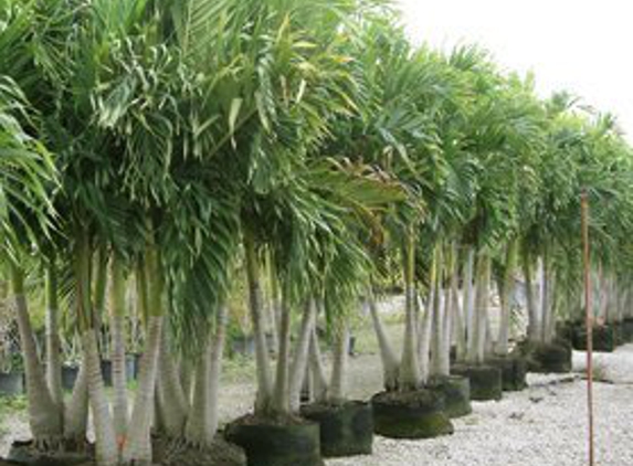 Leserra's Nursery & Landscaping - Coconut Creek, FL