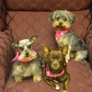 K9 Kuties Grooming - Pet Grooming