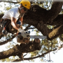 B&D Tree Service - Arborists