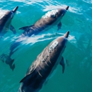 FMS Florida Boat Tours & Limousine Service Cape - Boat Tours