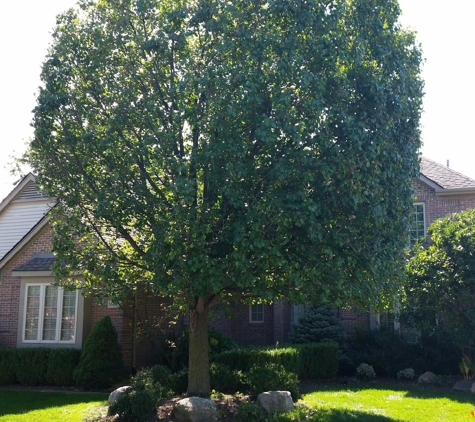 Family Tree Removal - Utica, MI