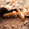 Optimum Pest Control gallery