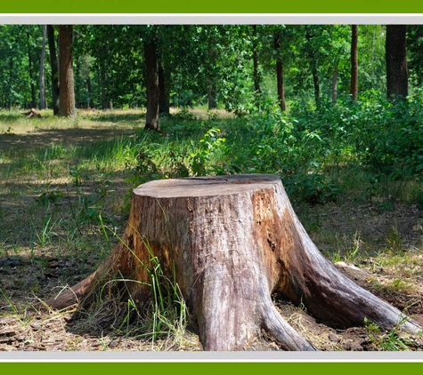 Walton's Tree Care Services - Woonona, NSW. After Removing A Tree, Walton's Will Grind Down Any Remaining Stumps