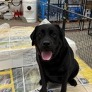 Dog Training Elite Greater Cleveland - Pet Training