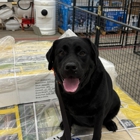 Dog Training Elite Greater Cleveland