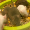 Pet Supplies Plus - Pet Stores