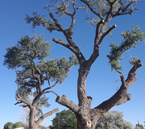 VJ Stars Tree Services - Albuquerque, NM