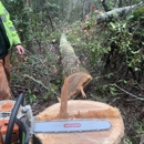 A.B. Land & Tree Service - Tree Service