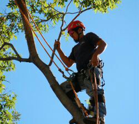 Five Star Tree Service - Fort Worth, TX