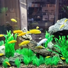 AQUARIUMS FOR LIFE! Aquarium Maintenance Service,  Formerly "That Fish Guy"