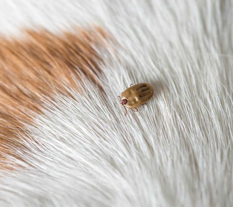 Dynamic Pest Control - Bakewell, NT