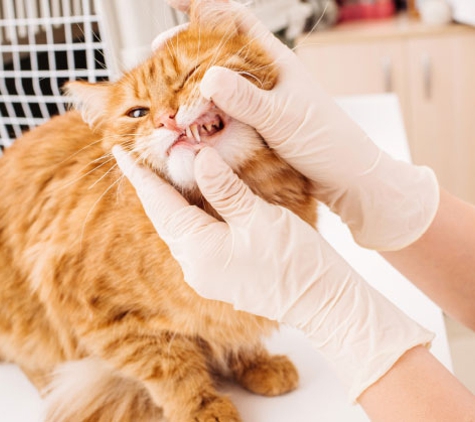 Wandin Veterinary Clinic - Wandin North, VIC