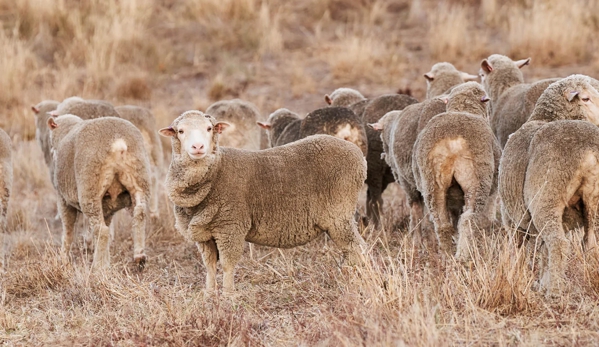 Southern Stockfeeds - Loddon, VIC