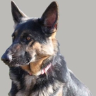 Greg Smith Canine Consulting