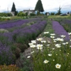 Hood River Lavender Farms gallery