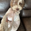Laura Lee's Dog Grooming gallery