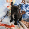 Distinctive French Bulldogs gallery