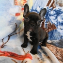 Distinctive French Bulldogs - Dog & Cat Grooming & Supplies