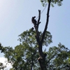 ArborCo Tree Service gallery