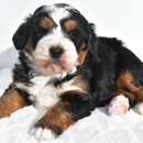 Ohiopuppypaws.com - Pet Stores