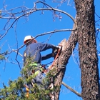 Total Tree & Lawn Care