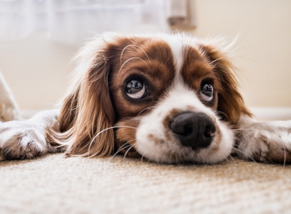 E-Z Living Cleaning LLC - Sacramento, CA. PET SAFE CARPET CLEANERS NEAR CARMICHAEL CA - ...because sad-eyed puppy dogs pee and poop on freshly cleaned carpeting & upholstery.