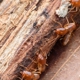 Wine Country Termite & Pest Control