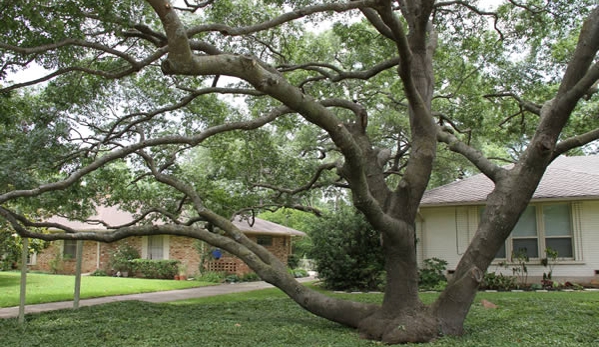 Justin's Tree Service - Dallas, TX