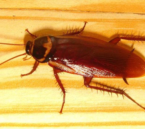 Antibug Pest Management - Castle Hill, NSW