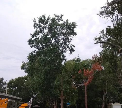 Big Orange Tree Services - Hawthorne, FL