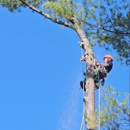 Lemus Tree Service & More - Tree Service