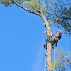 Lemus Tree Service & More