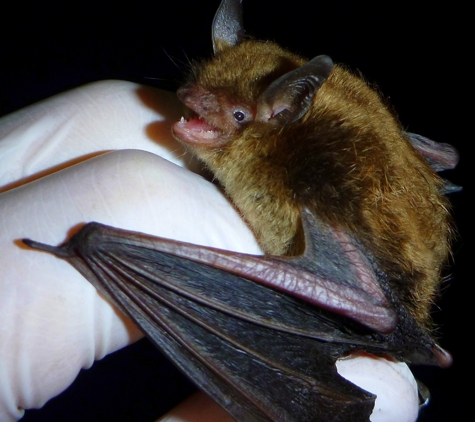 Canton Wildlife Removal - Canton, MA. This guy was hiding in a slipper in a home...