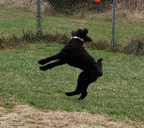 Happy Spot Pet Resort - Georgetown, KY