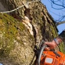 Woodland Tree Service - Stump Removal & Grinding