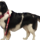 Aranda Dog Training - Pet Training