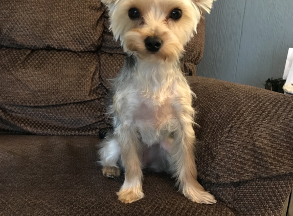 Dapper Dog - Terre Haute, IN. Look at those little stand up ears