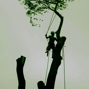 ForeverGreen Arboriculture - Lindstrom, MN