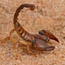 Colorado Rid-A-Critter - Pest Control Equipment & Supplies