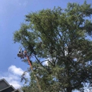 Forrest Forestries - Tree Service