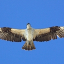 Naturalist Journeys - Sightseeing Tours