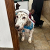 Indian Ridge Animal Hospital, Inc. gallery
