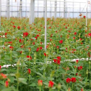 Floraco Pty Ltd - West Leederville, WA