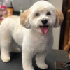 Northern Pet Salon Inc gallery