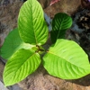 Kratom Cafe - The Herbal Cafe Online gallery