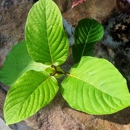 Kratom Cafe - The Herbal Cafe Online - Internet Products & Services